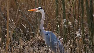 Blauwe Reiger / Great Blue Heron (Park Schothorst - Vijver Emiclaer)