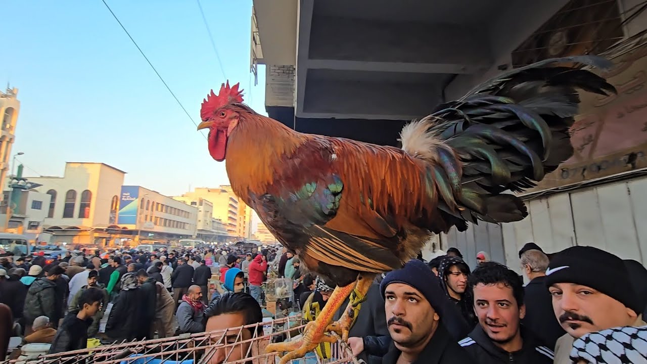 سوق الغزل يوم الجمعة انواع الدجاج والحمام والطيور مع الأسعار 17 يناير 2025