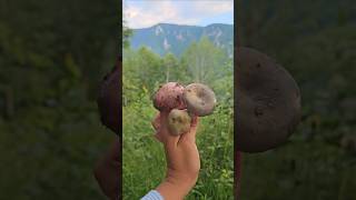 Wild Russula Mushrooms Cooked in a Cast Iron Pan 🍄🔥