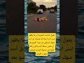 يقول صاحب الصورة إن ما يظهر ليس أسد ا ميت ا أو جريح ا  اقتباسات فراق حالات واتس