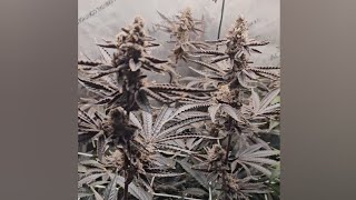 Blackberry Moonstones - DWC - Lucas Formula / H3ad Method - Gh Flora Trio
