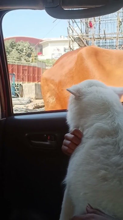 my-dog-is-crying-in-happiness-cutedog-youtube
