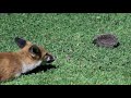 Fox cubs & hedgehog