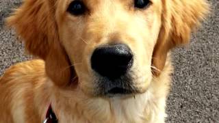 Smooth haired Retriever by World animals 74 views 7 years ago 2 minutes, 10 seconds