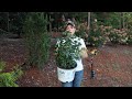 Planting Shrubs in Clay Soil & Training Climbing Roses | Gardening with Creekside