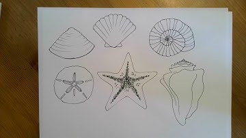 Shells drawing tutorial