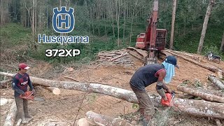 #Chainsow #Husqvarna372 potong log kayu getah. #WorkingTime