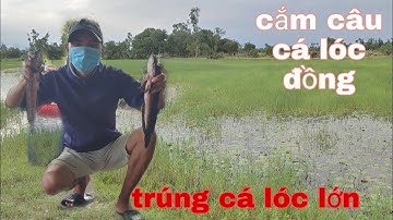 Trải nghiệm đi Cắm câu cá lóc và giăng câu cá lóc trúng cá lóc khủng p1 / Nam Hội An Quê Tôi