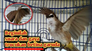 Suara Burung Trucuk Betina Garuda || Sangat Cocok Melatih Trucukan Jantan Garuda