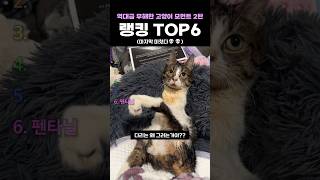 역대급 무해한 고양이 모먼트 2탄 랭킹 Top6