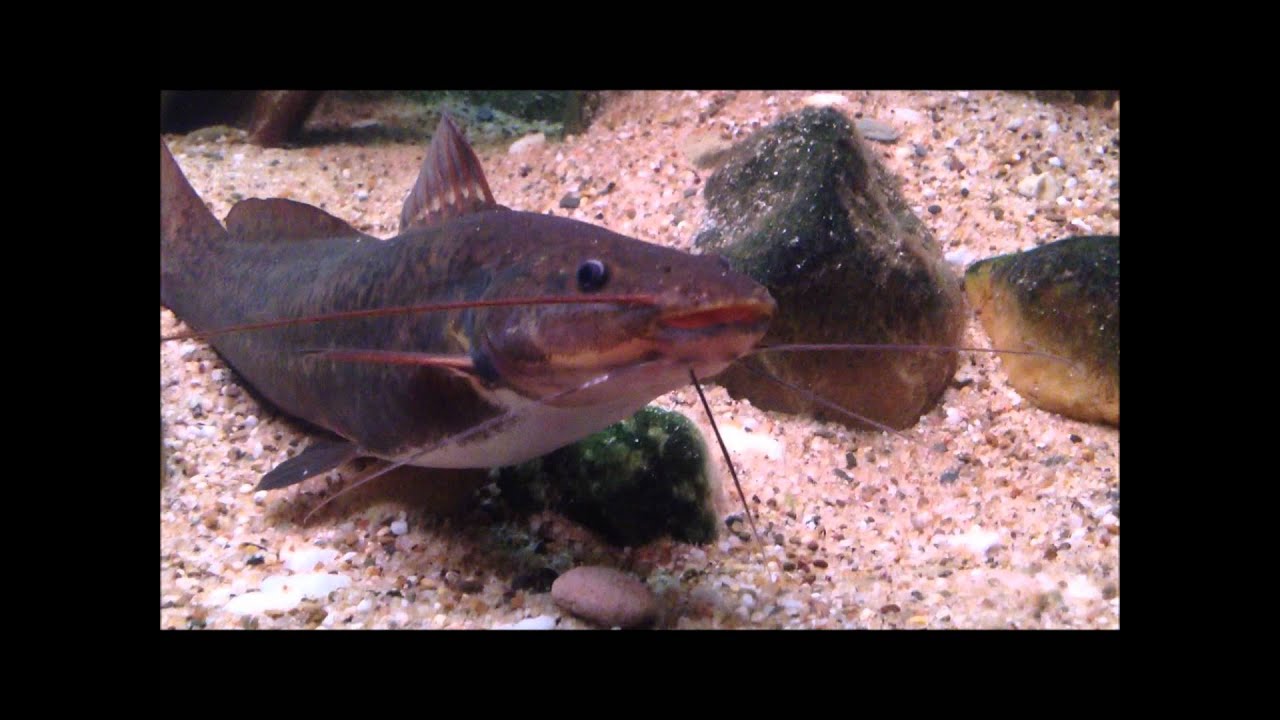 camera iphone 8 plus apk Living room Tank! with regani and others.