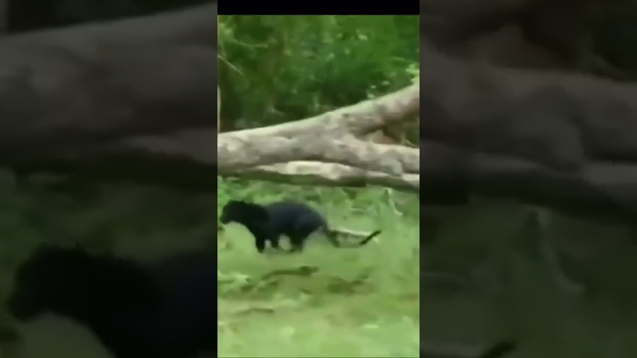 Black panther & leopard sighted running together 