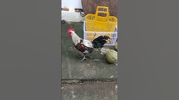 chuối tơ🐓 #thứcgàrừng86 #gàrừngtaitrắng #gàrừngrặc