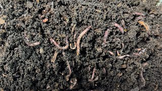100 Red Wigglers + 6 Months = How Many Worms? WOW!!