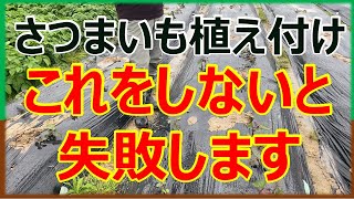 さつまいも苗の植え付け　失敗しない方法 #家庭菜園 #農ある暮らし