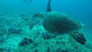 Dive Into Paradise on the Raja Ampat Diving Project | The Great Projects