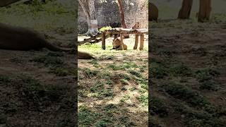 gwalior zoo Park/ग्वालियर चिड़िया घर 16 June 2026