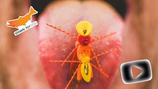 Amy’s Ant Tying Tutorial - Hard Dry Fly Pattern - Best Dry Fly Pattern for Trout