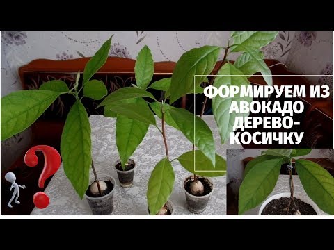 Формируем ствол комнатного дерева авокадо плетением косичкой.Часть 3-я