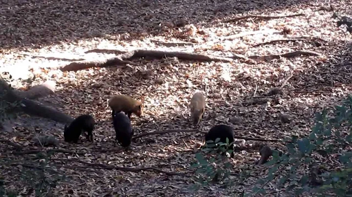 March 2011 SC Hog Hunt