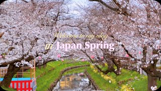 Lại Một Mùa Hoa Anh Đào Nữa Ở Nhật Bản