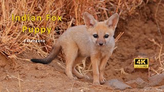 A Day With Indian Fox Puppy #IndianFox #Puppy