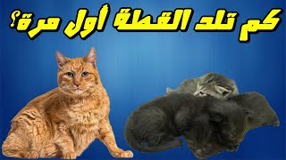 كم تلد القطة أول مرة؟ كل ما يخص عملية الولادة للقطط | How many cats give birth