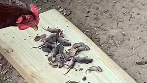 Feeding chickens a pile of baby mice