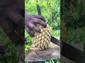 Fresh Pineapple Cutting ASMR with Chili &amp; Salt 🍍🔥 | VillageZen ASMR