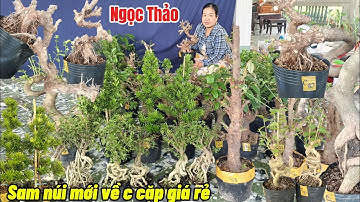 27/11/2025_Ngọc Thảo #0703477068 _Trang to, cặp hồng ngọc,sam núi mới to,sam hoa, tương vi củ đẹp 
