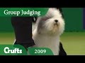Old English Sheepdog wins Pastoral Group Judging at Crufts 2009 | Crufts Dog Show