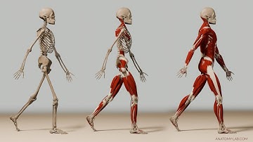 Human Walk Cycle v2 (3d Anatomy)
