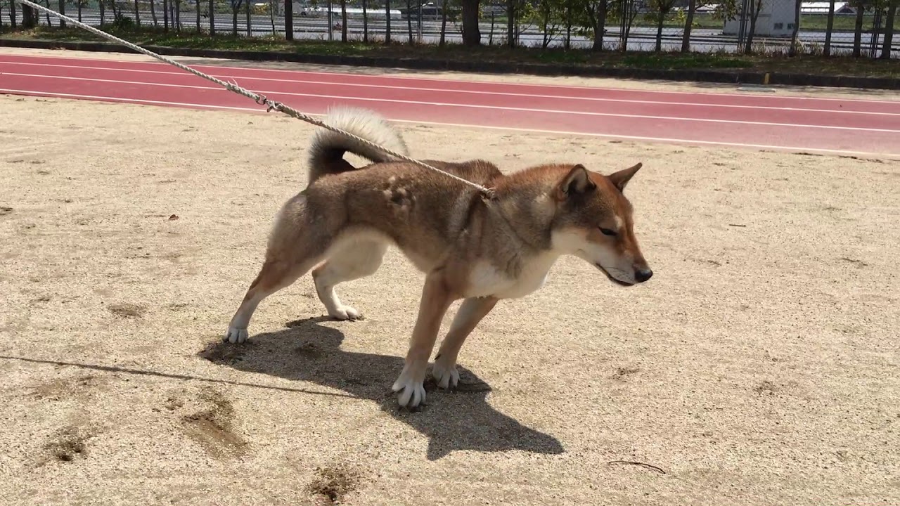 平成31年春季日本犬保存会展覧会 高知展 黒四つ四国犬 まろの日々 平成31年春季日本犬保存会展覧会 高知展 黒四つ四国犬 まろの日々