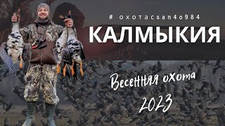 Весенняя охота на гуся 2023.🔥 Калмыкия. Тяжелая дорога из Питера. Тестируем обновки.😎Мажем по гусю 😟