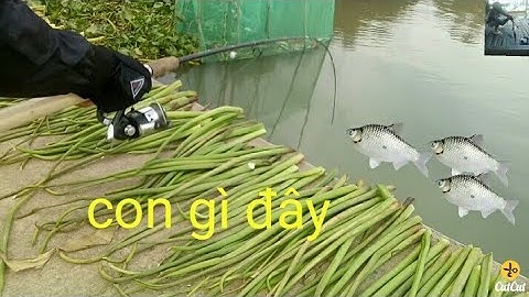 CÂU CÁ NGÁT TO VÀ CÁI KẾT - THÁNH CÂU CÁ ( FIS HING)