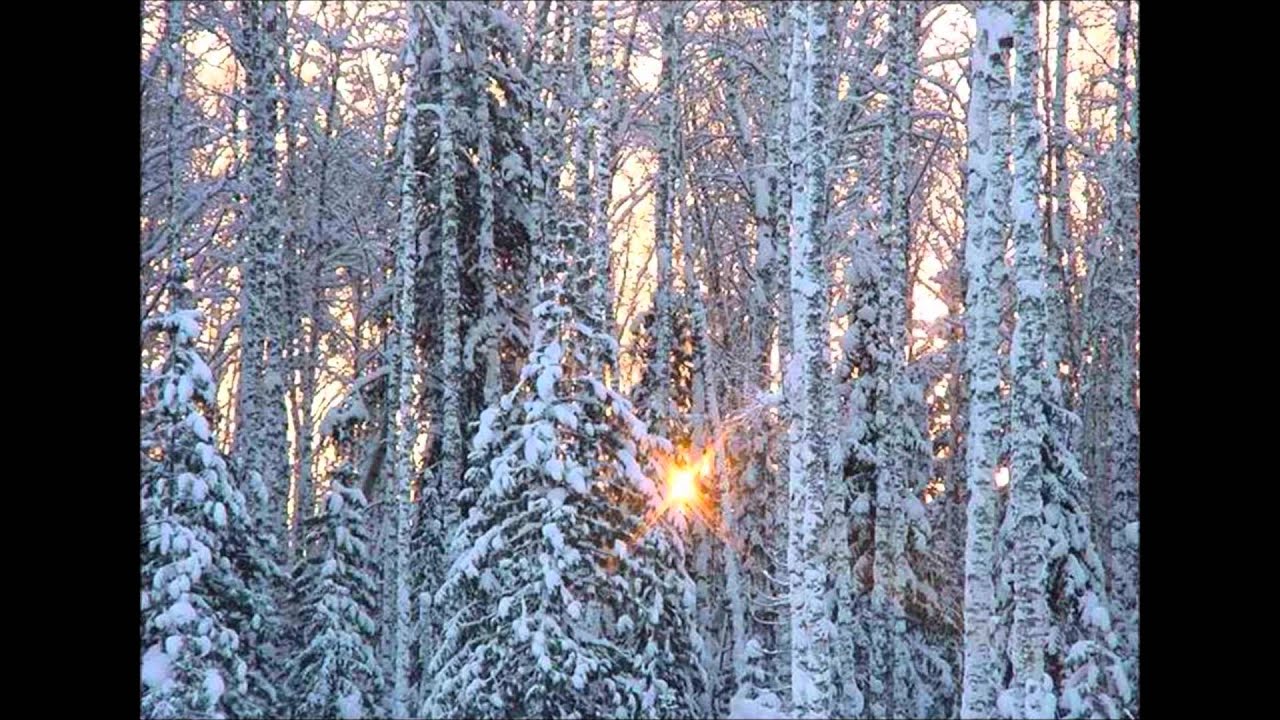 тайга природная зона климат. климатические условия тайги. тайга охота зима. простор сибирской реки хвойный лес. лето в тундре длится.