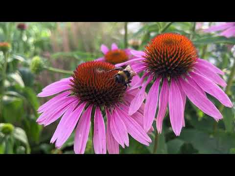 Vídeo: Herba de prat: una herba perenne