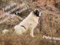 International Day of Pyrenean Mastiff (October, 12 - 2016) の動画、YouTube動画。