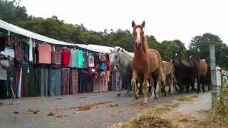 Rapa das bestas 2015 - Sabucedo (Galicia) Baixada do monte