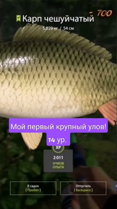 Карп на 5 кг. #рыбалка #shorts #карп - YouTube