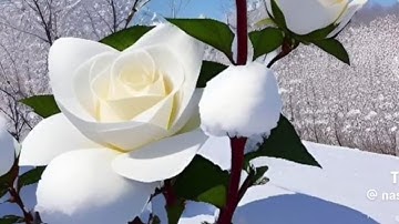 سورة النبأ - سورة 78 - عدد آياتها 40#قرآن_كريم