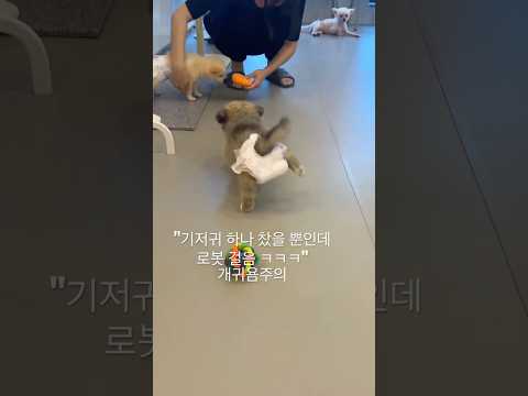 개귀욤 주의 푸하하하