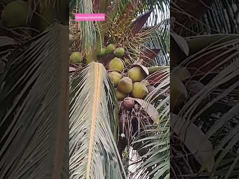 Nariyal ka tarkh pani mazder pany main🥥