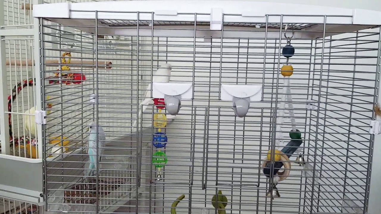 Review Vision Bird Cage medium (no music) YouTube