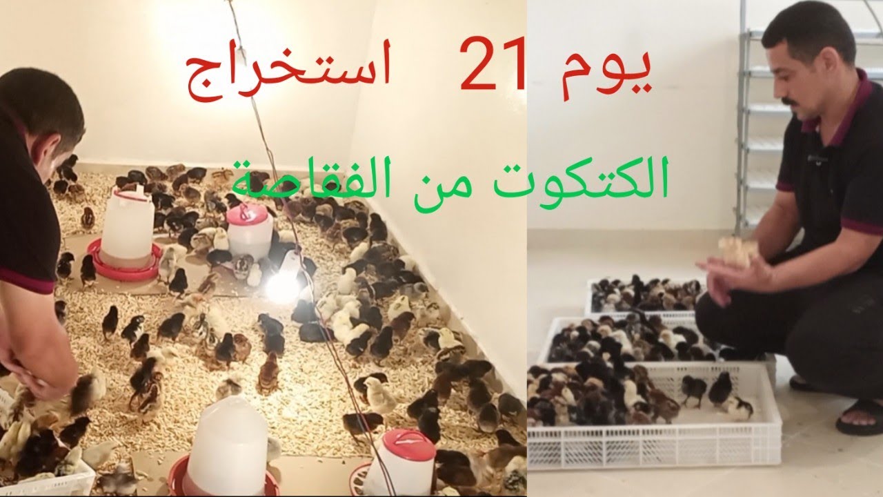 اليوم21 استخراج الكتكوت سلالة الحرارة  من الفقاصة مشروع  تسويق الكتكوت ودجاج والبيض مشروع نجيح