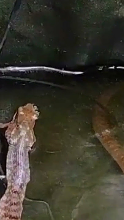 ULAR MAKAN KATAK DALAM AQUARIUM#SHORTS