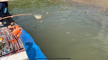 Thực tế kích cá rô phi.0985802199