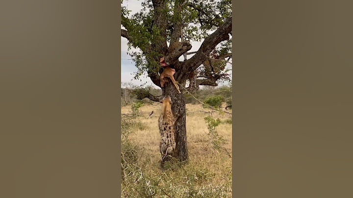 Hyena jumps to steal leopard's meal | andBeyond Kirkman's Kamp | #WILDwatch