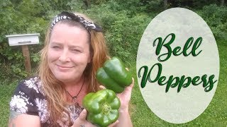 My favorite way to preserve Bell Peppers ~ Homestead Corner