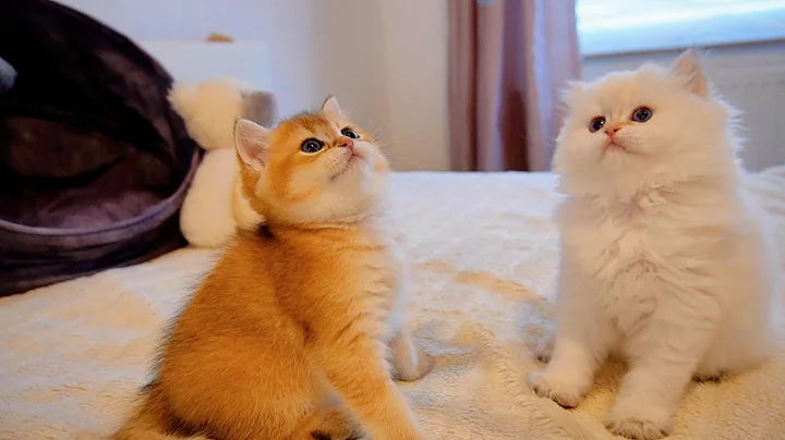 Video 8415301: adorable british shorthair kitten, british shorthair golden, british shorthair playing